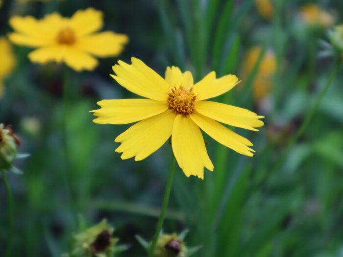 coreopsis flower nature summer coreopsis flower nature summer