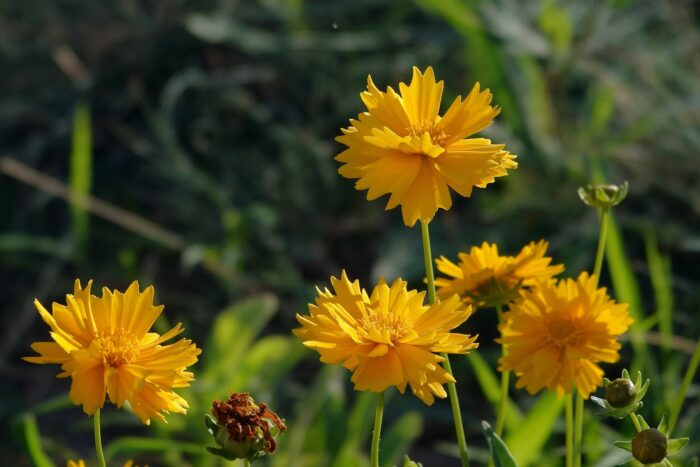 coreopsis flowers yellow flowers coreopsis flowers yellow flowers
