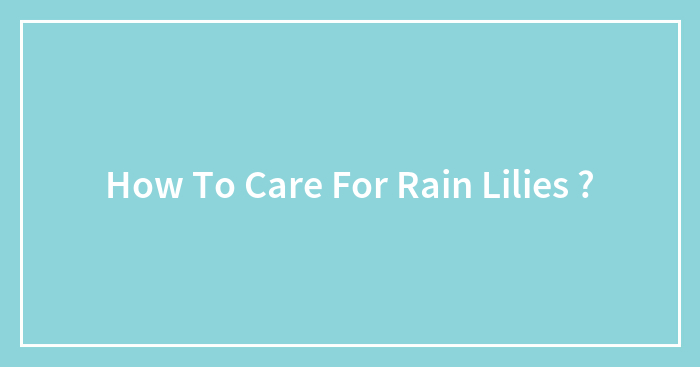 How To Care For Rain Lilies ?