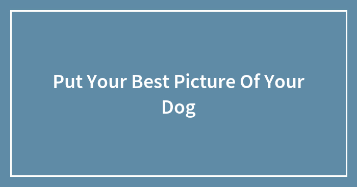 Put Your Best Picture Of Your Dog