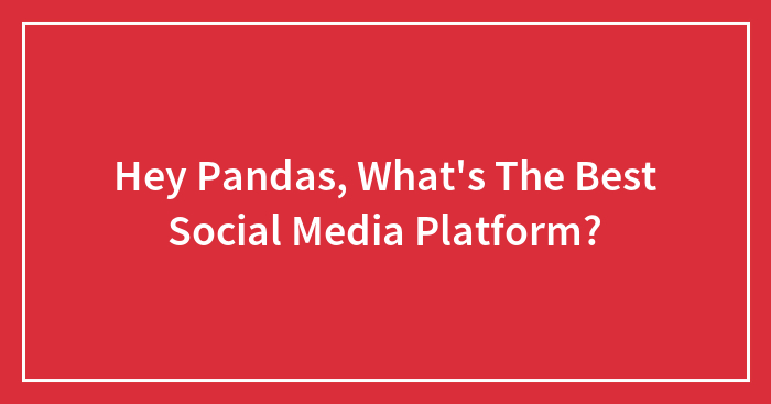 Hey Pandas, What’s The Best Social Media Platform?