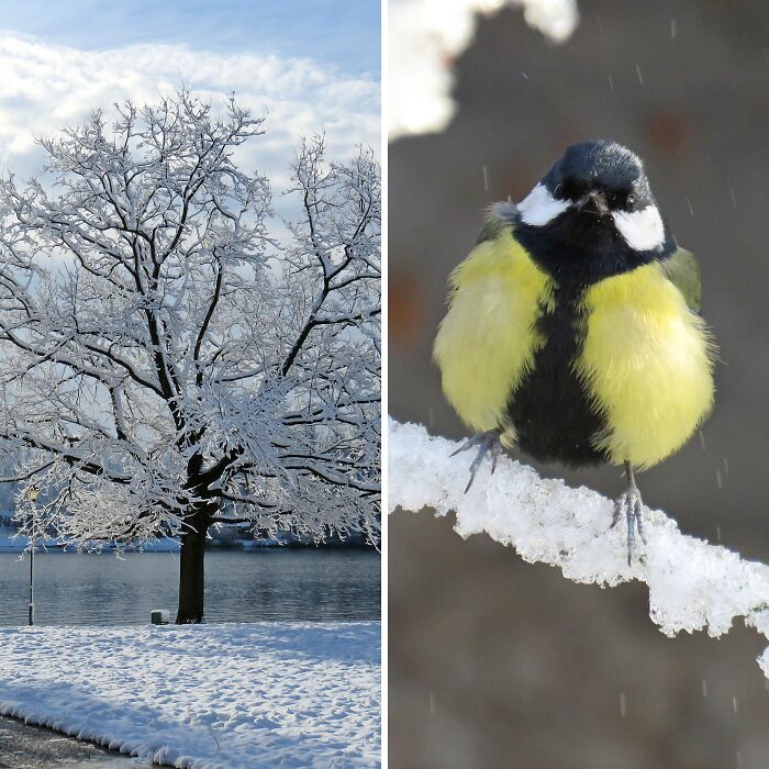 Hey Pandas, Share Your Best Photos Taken In January (Closed)