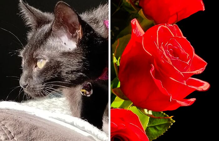 Hey Pandas, Share A Pic Of Your Valentine’s Day Surprise Or Gift (Closed)