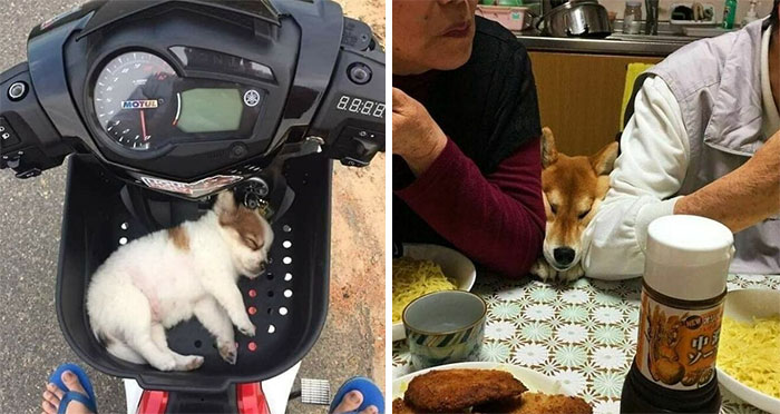 50 Wholesome And Unusual Animal Pics To Give You Some Serious Animal Therapy