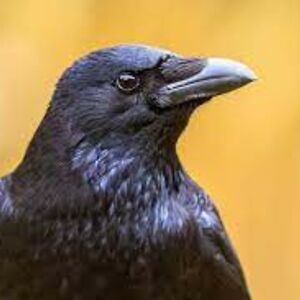 claudiajcoulson avatar