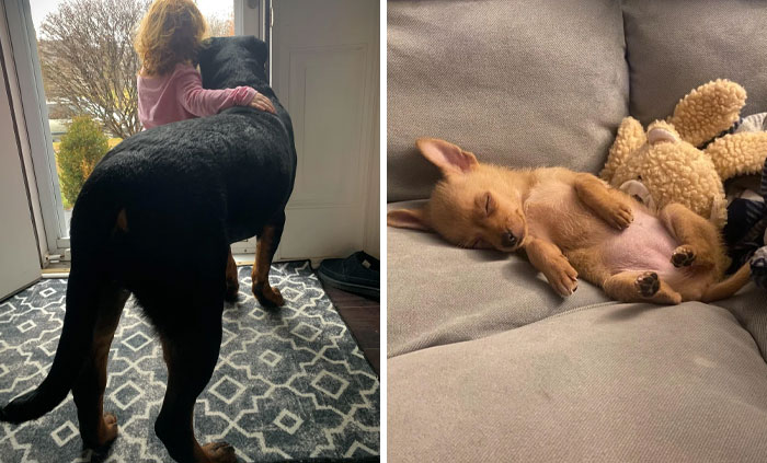 50 Adopted Pets Who Brought Joy To Their New Owners And The Entire Internet This Month (February Edition)