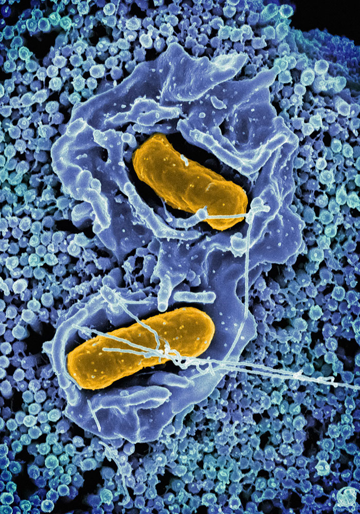 “What’s The Worst Thing That’s Gonna Happen?“: Florida Man Films Himself Eating Raw Chicken “What’s The Worst Thing That’s Gonna Happen?“: Florida Man Films Himself Eating Raw Chicken