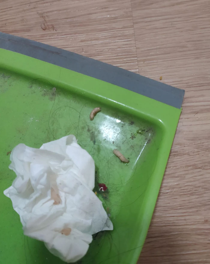 Spend 3h Killing 200+ Worms That Spawned In My Apartment Literally Out Of Nowhere, I Still Don't Feel Safe Here