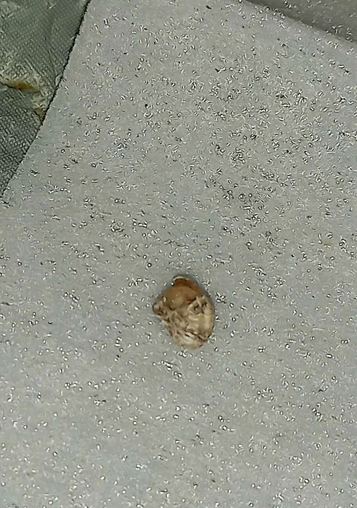 Girlfriend Dug This Out From A Lump On Her Arm