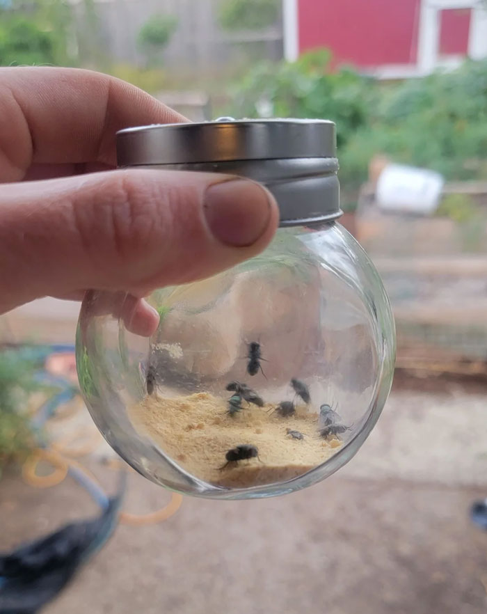 My Garlic Powder Jar This Morning