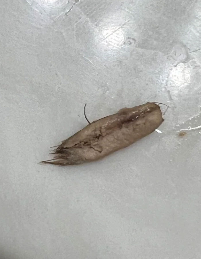 Mi hermano se ha sacado esto de su ombligo