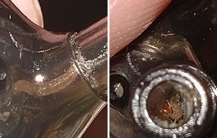 There's A Maggot Inside My Earphone. I Have No Ideia How It Ended Up There. I'm Afraid There Might Be More. Help