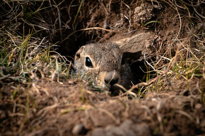 Close-up of a curious ground squirrel peeking from its burrow, illustrating unexpected advice reactions and surprising outcomes.