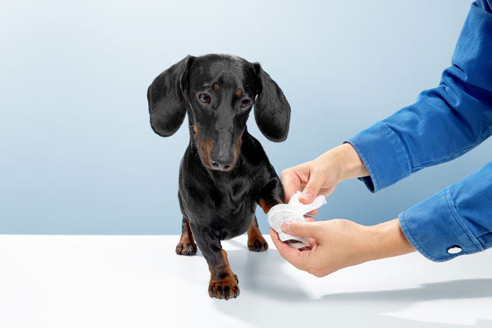 Dog's broken nail being cared for by a person in a blue shirt using a bandage.