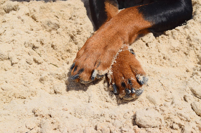 Dog paws on sand highlighting broken nail care and first aid.