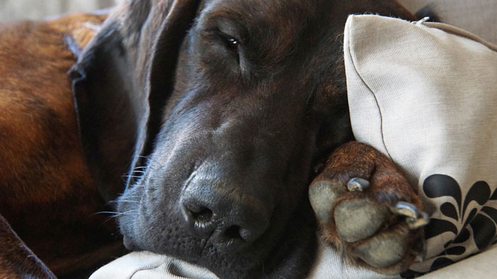 Dog resting with broken nail on pillow, highlighting first aid care.