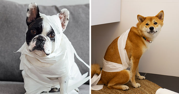 Dog Constipation: Causes and Treatment | Written By a Vet