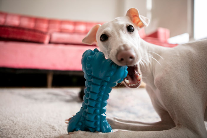 Dog chewing on a blue toy in a living room.