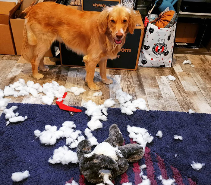 Golden retriever surrounded by torn toy stuffing on a rug, illustrating dog eating toys.