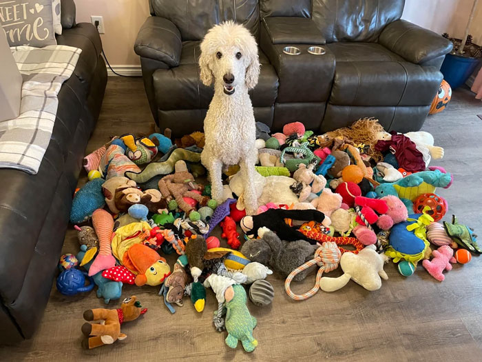 A dog surrounded by a variety of colorful toys on the living room floor.