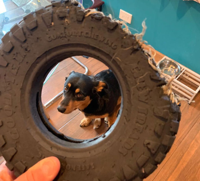 Dog looking through a chewed-up toy tire indoors, related to eating toys.