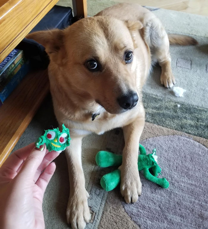 Dog chewing on a green toy, looking up with chewed pieces nearby.