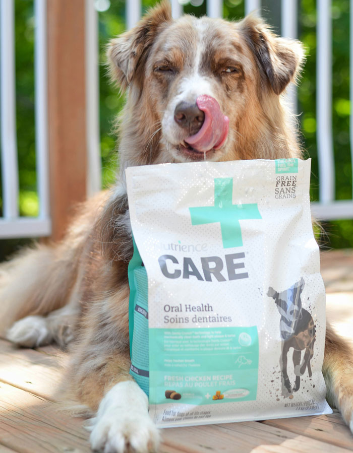 Dog licking lips beside a bag of pet food with clear labels, highlighting grain-free product benefits.