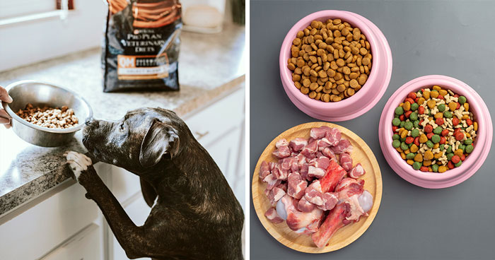 Dog Food Labels: A Comprehensive Guide to Understanding Pet Food Labels and Products 