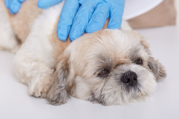 Dog receiving veterinary care for neurological disorders, gloved hands examining a small fluffy dog.