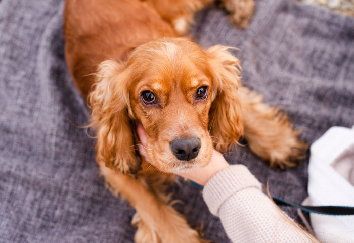 Golden retriever lying on a blanket, being petted gently, related to neurological disorders in dogs.