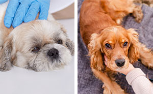 Common Neurological Disorders in Dogs Explained