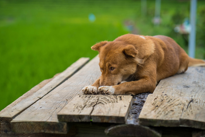 Brown dog resting on wooden boards, representing symptoms of regurgitation.