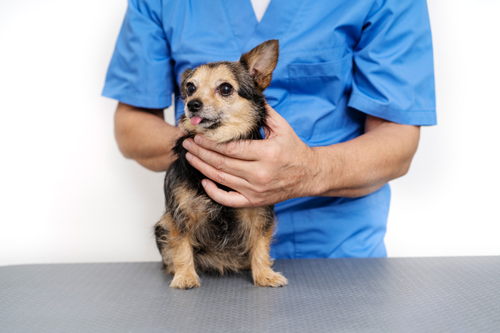 A small dog being examined by a veterinarian in blue scrubs, related to dog regurgitation symptoms and causes.