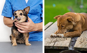 Understanding Dog Regurgitation: Causes, Symptoms