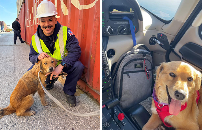 Saved After 8 Days In A Shipping Container, Connie The Dog Is Revealed To Be Expecting