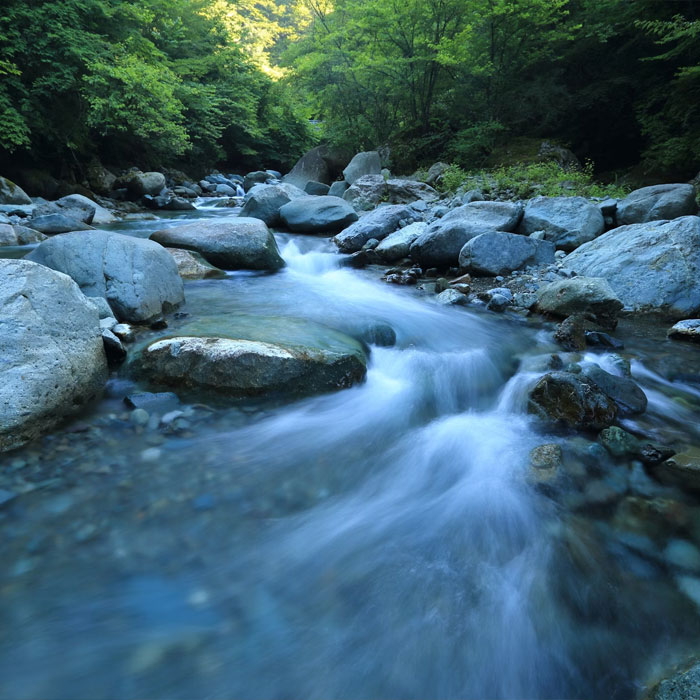 River surrounded with forest