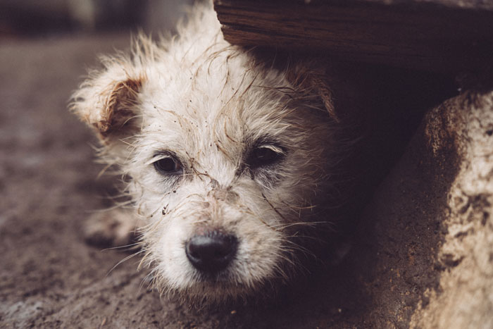 Dirty puppy face under a wooden shelter, illustrating flea dirt on dogs.