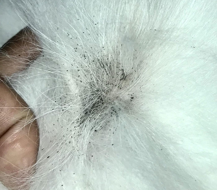 Close-up of flea dirt on a dog's fur, showing small dark specks against a white background.