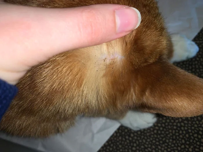 Close-up of a dog's fur showing flea dirt on its skin.