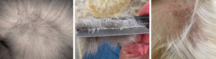 Flea eggs on dog fur with close-up shots, showing removal with a comb.