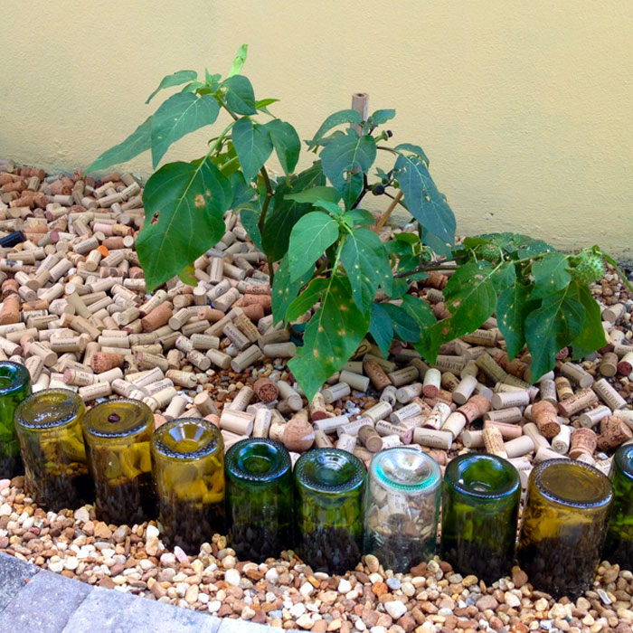 Picture of wine bottle garden edging