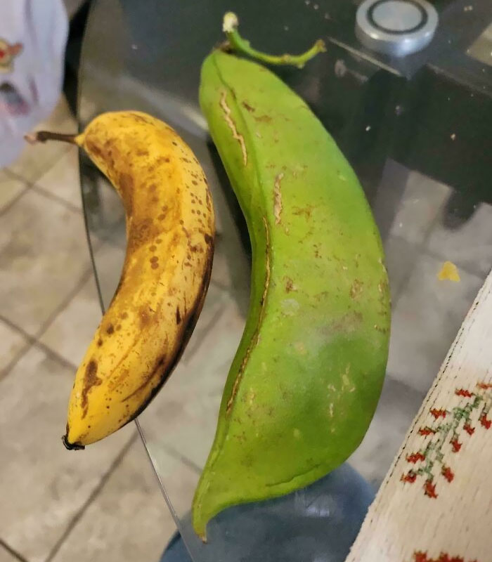 My Father Grew This Bean In His Backyard