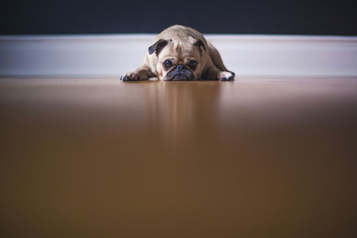 French Bulldog lying on a wooden floor, highlighting common health issues in the breed.