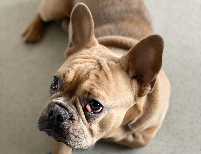 French Bulldog with alert ears and expressive eyes, highlighting health concerns.