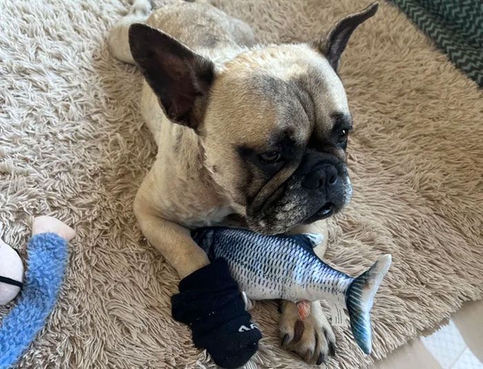 French Bulldog lying on a rug, holding a toy fish, illustrating common health issues in the breed.