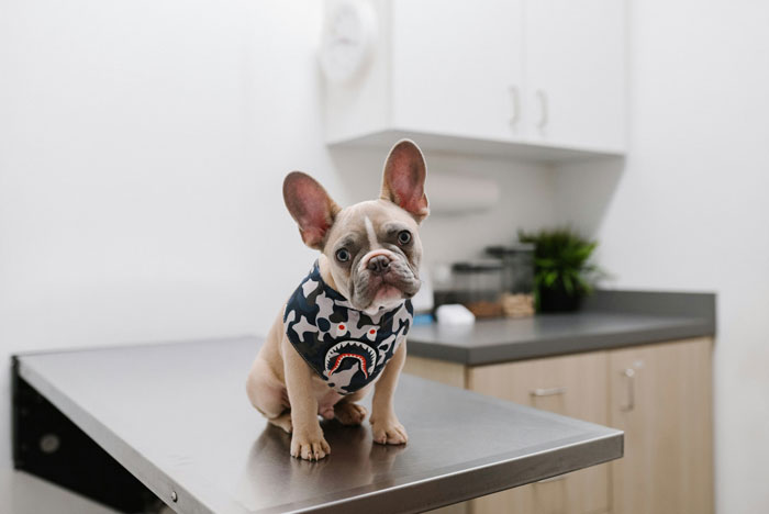 French Bulldog on vet table, highlighting common health issues to be aware of.