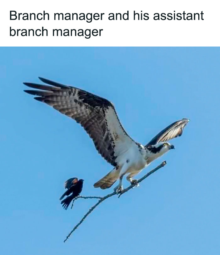 Funny-Bird-Memes