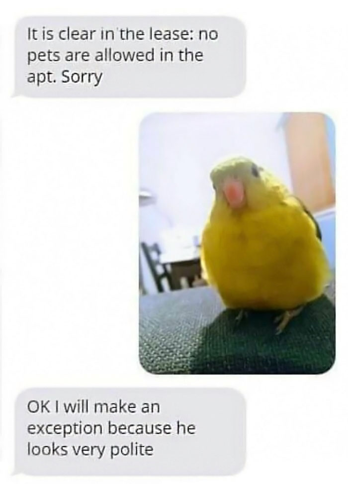 Funny-Bird-Memes