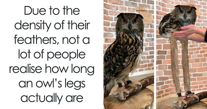 50 Top-Quality Bird Memes To Make You Grin Today, As Shared By This Facebook Page