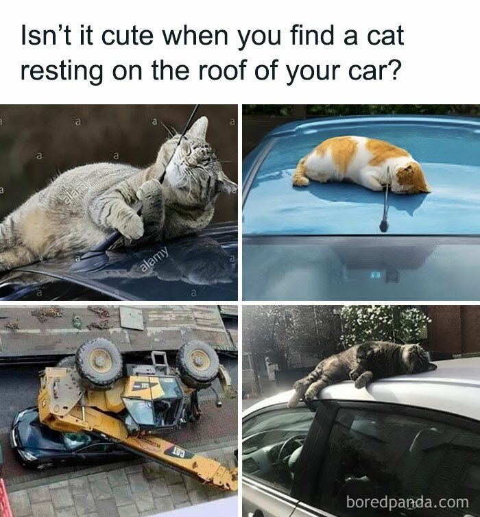 Funny-Daily-Humor-Memes